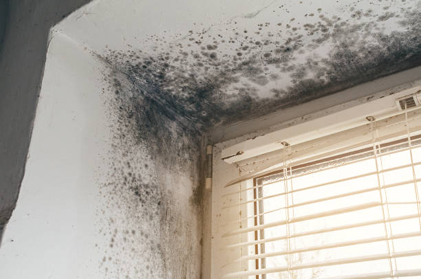 Affordable Commercial Mold Remediation solutions in Camden, TN